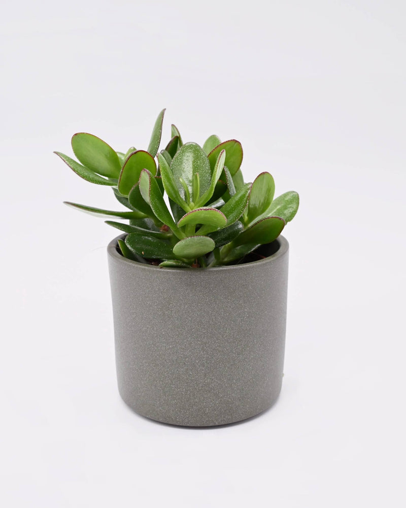 Crassula Ovata v lončku