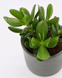 Crassula Ovata listi