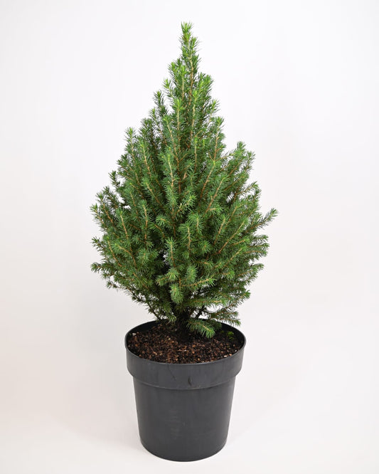 Pieca glauca Conica Perfecta, stožčastna smreka