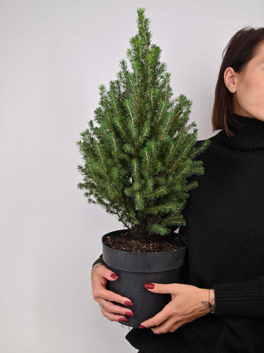 Pieca glauca Conica Perfecta, stožčastna smreka