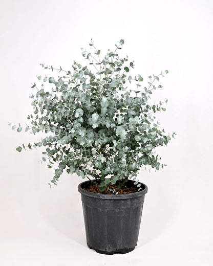Eucalyptus gunnii Azura, Evkalipt