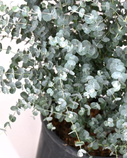 Eucalyptus gunnii Azura, Evkalipt