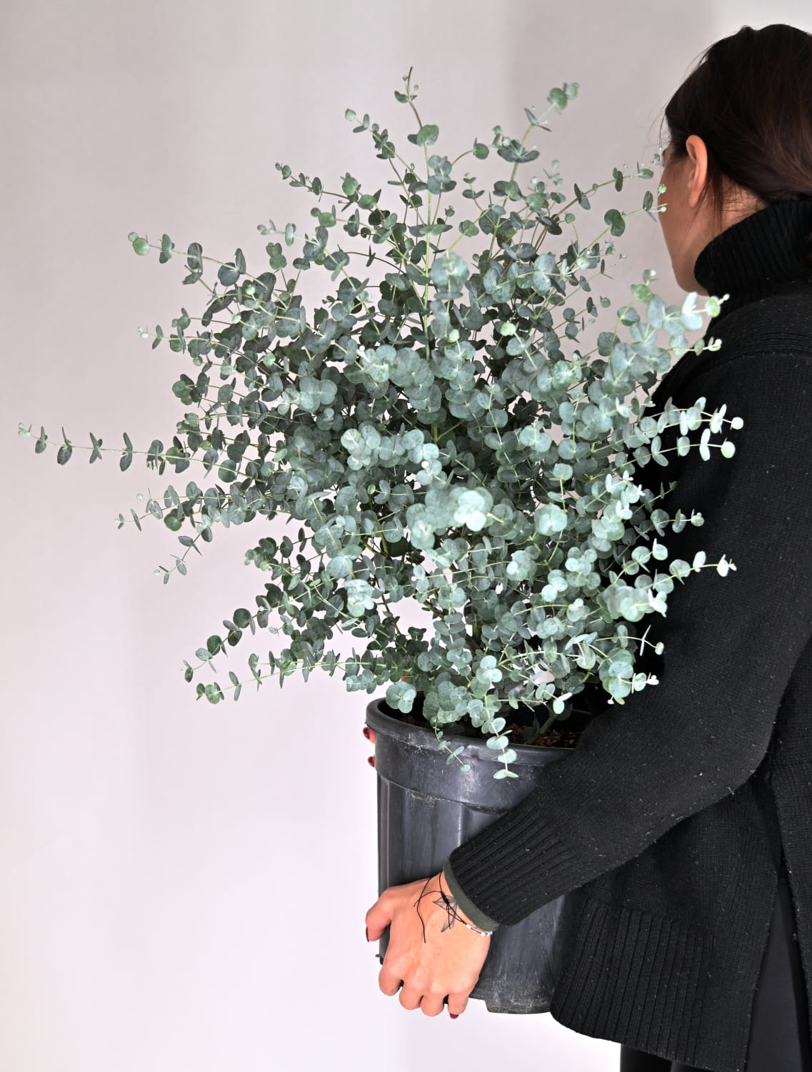Eucalyptus gunnii Azura, Evkalipt