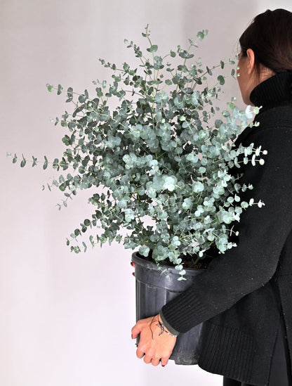 Eucalyptus gunnii Azura, Evkalipt