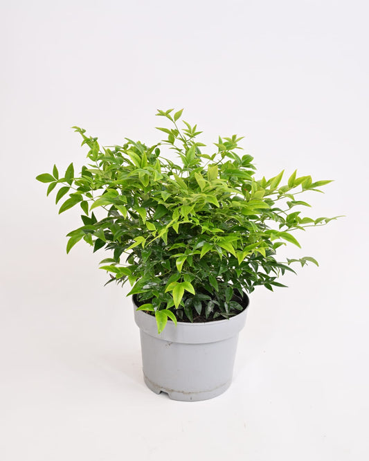 Nandina domestica, Nebeški bambus Lemon and Lime