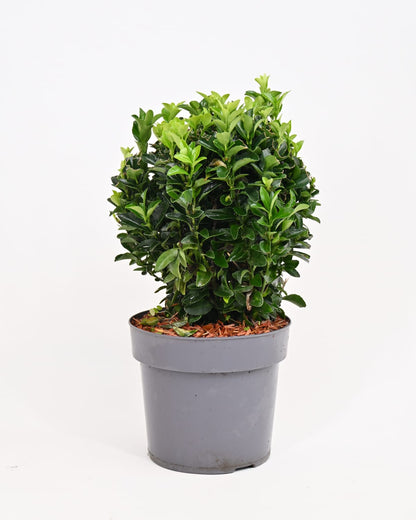 Euonymus Japonicus "Green Spire" - evonim