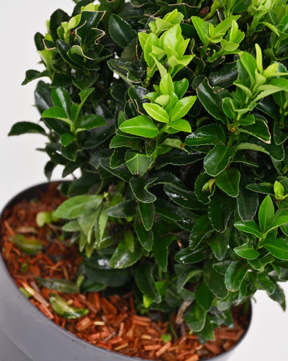 Euonymus Japonicus "Green Spire" - evonim