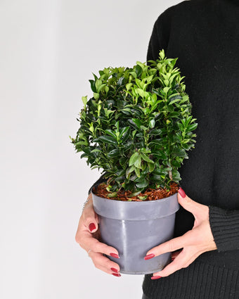 Euonymus Japonicus "Green Spire" - evonim