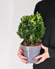Euonymus Japonicus "Green Spire" - evonim