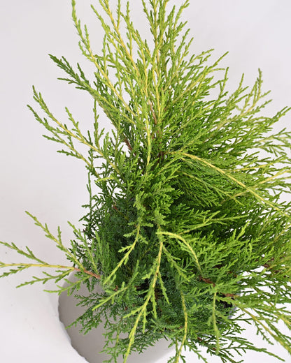 Juniperus Pfitzeriana "Old Gold" - brin