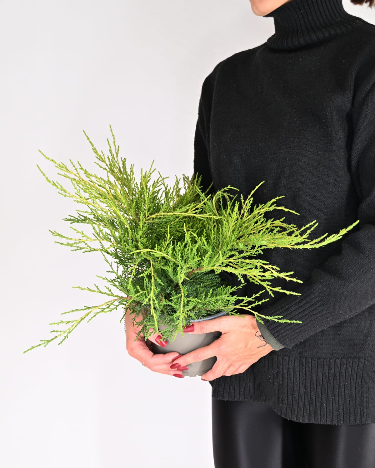 Juniperus Pfitzeriana "Old Gold" - brin