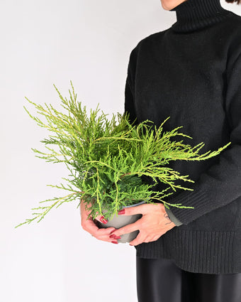 Juniperus Pfitzeriana "Old Gold" - brin