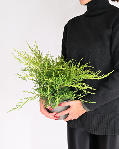Juniperus Pfitzeriana "Old Gold" - brin