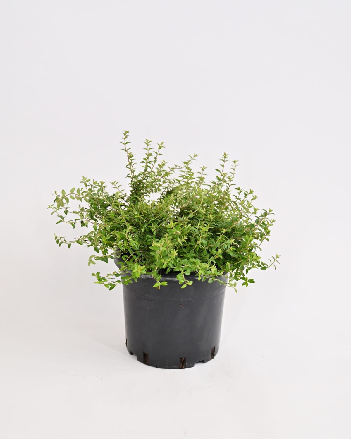 Lonicera Nitida- Kosteničevje