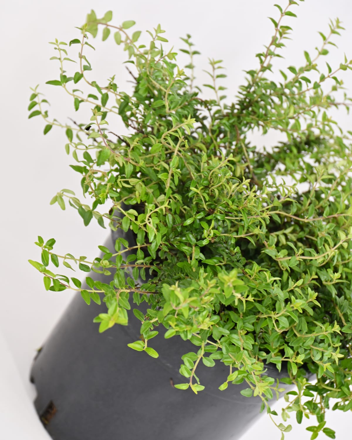 Lonicera Nitida- Kosteničevje