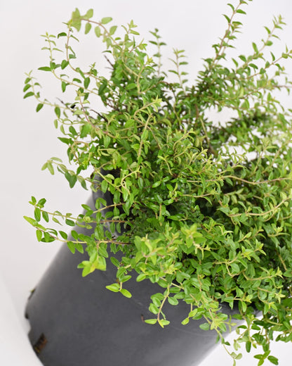 Lonicera Nitida- Kosteničevje