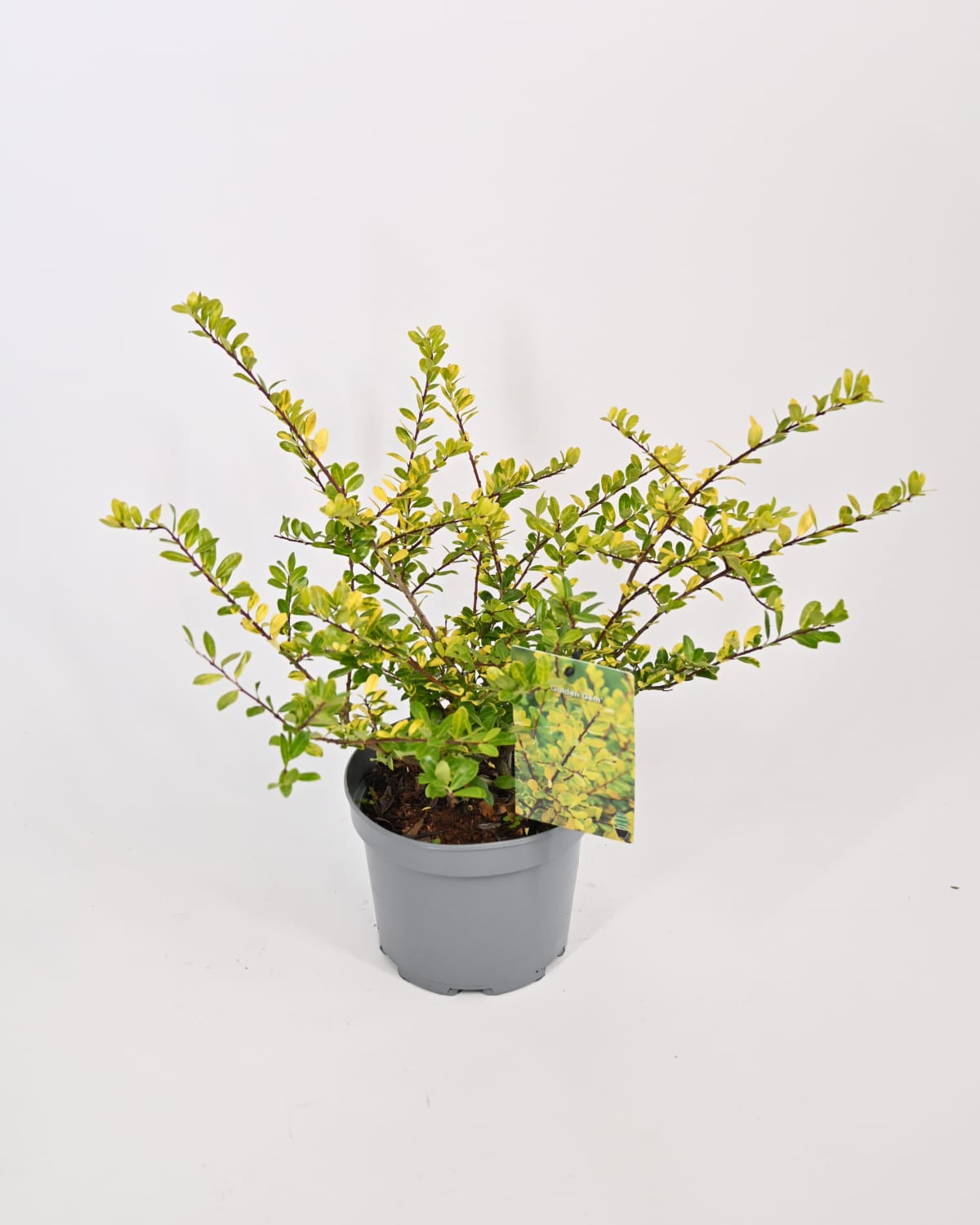 Ilex crenata "Golden Gem", Japonska bodika
