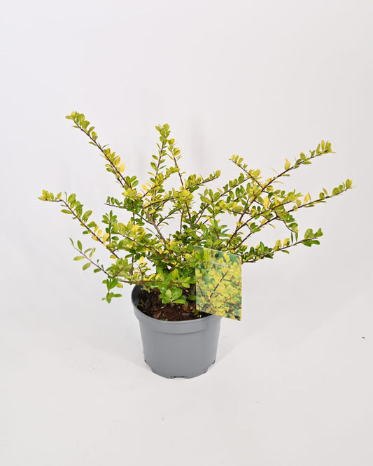 Ilex crenata "Golden Gem", Japonska bodika