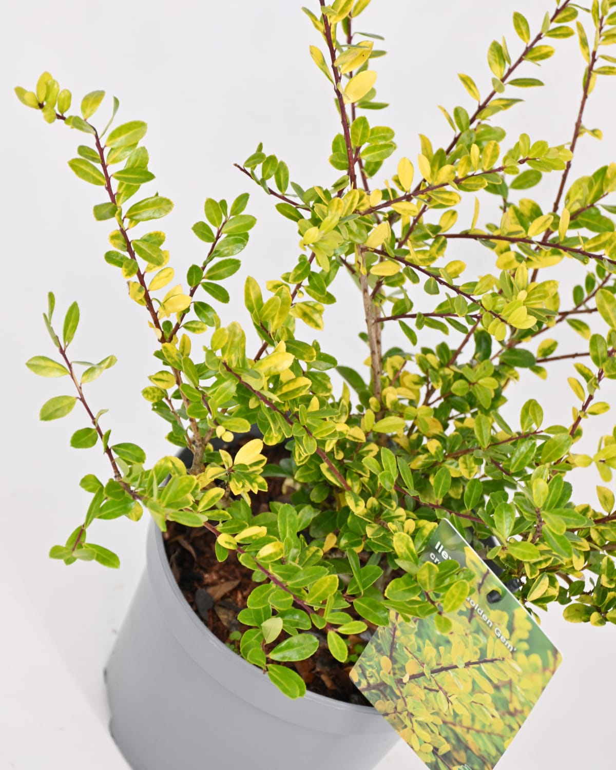 Ilex crenata "Golden Gem", Japonska bodika