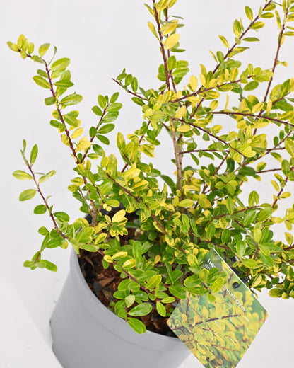 Ilex crenata "Golden Gem", Japonska bodika