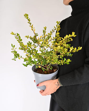 Ilex crenata "Golden Gem", Japonska bodika