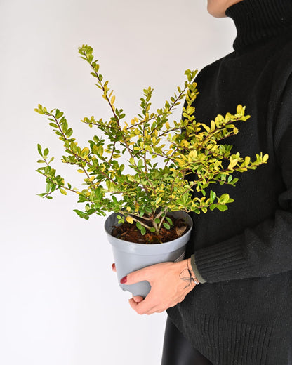 Ilex crenata "Golden Gem", Japonska bodika