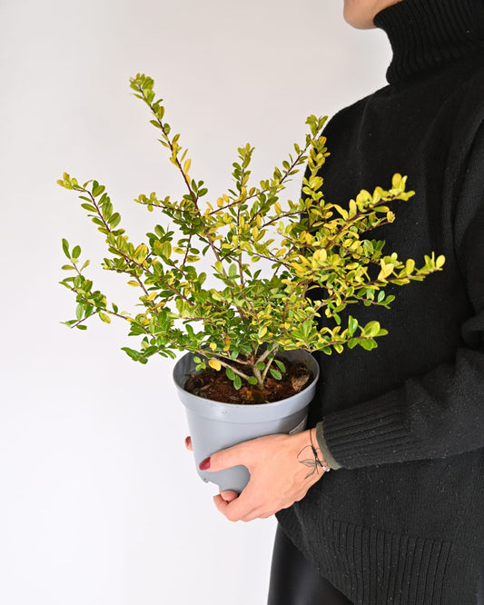 Ilex crenata "Golden Gem", Japonska bodika
