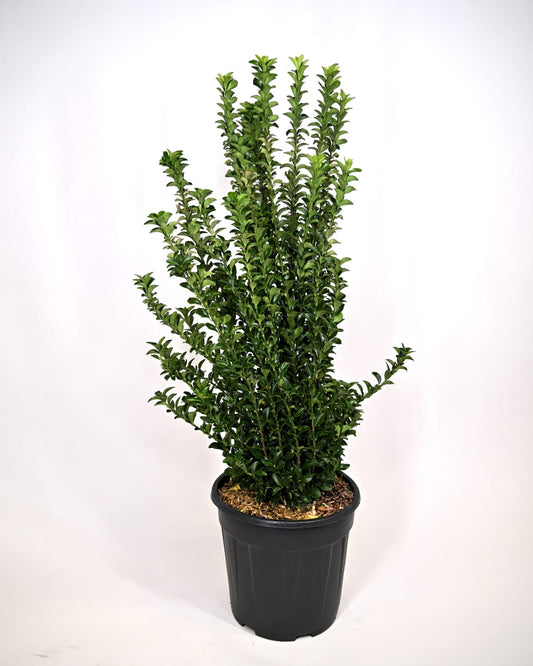 Euonymus "Green spire", japonski evonim