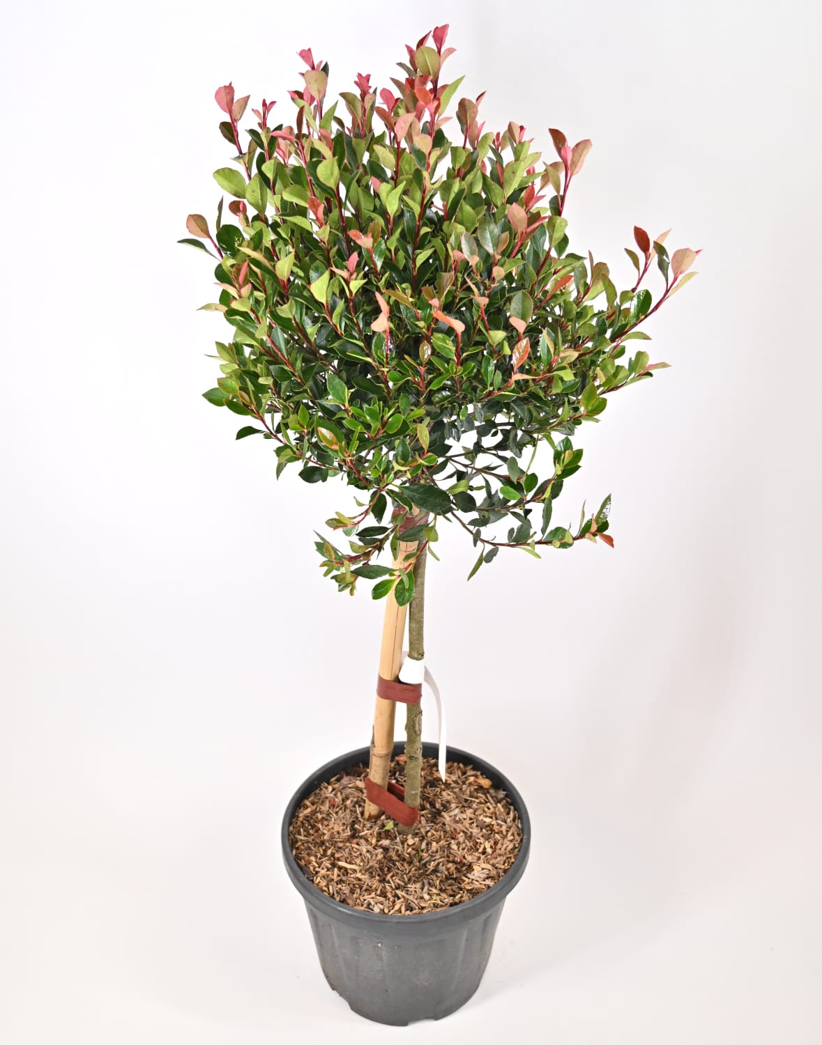 Photinia Fraseri Chico Mini Fusto - fotinija na steblu