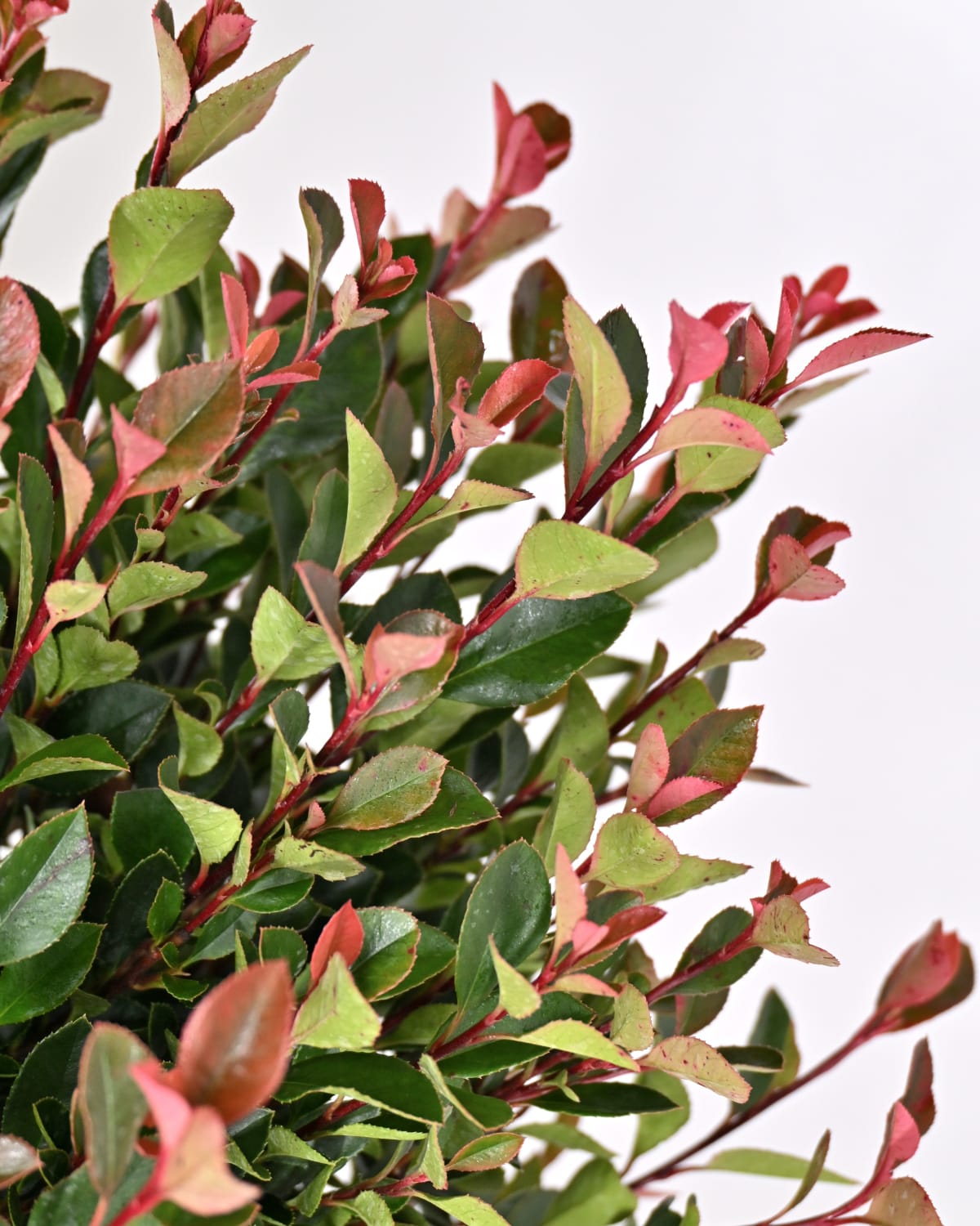 Photinia Fraseri Chico Mini Fusto - fotinija na steblu