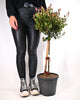 Photinia Fraseri Chico Mini Fusto - fotinija na steblu