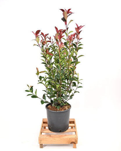 Photinia Fraseri Carre Rouge, fotinija