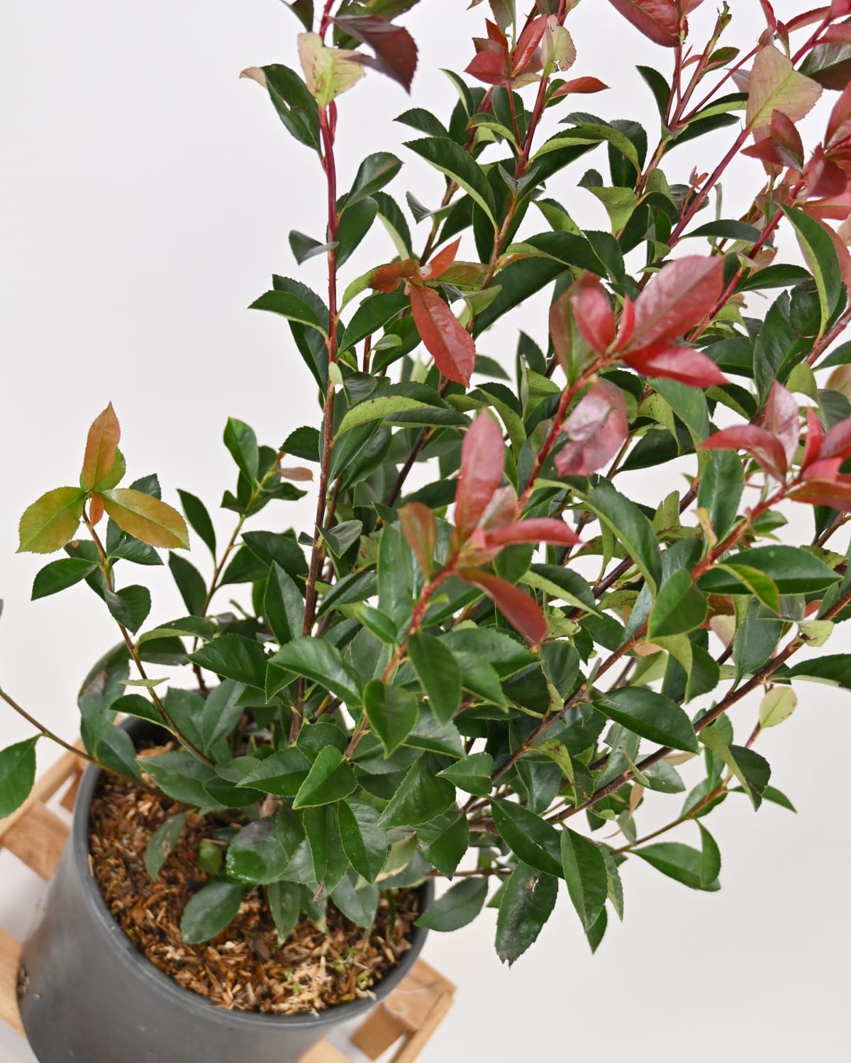 Photinia Fraseri Carre Rouge, fotinija