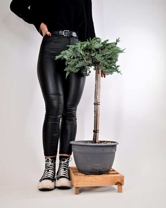 Juniperus Horizontalis "Blue" - Brin na steblu