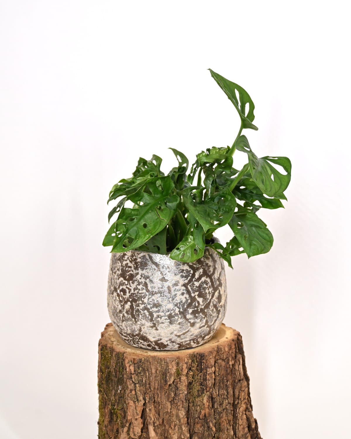 Monstera Monkey Mask