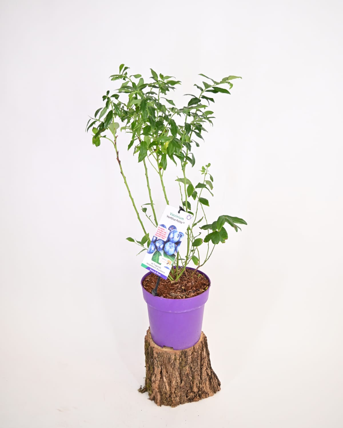 Vaccinium corymbosum 'Hortblue Petit' – ameriška borovnica