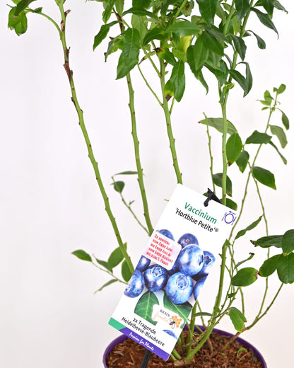 Vaccinium corymbosum 'Hortblue Petit' – ameriška borovnica
