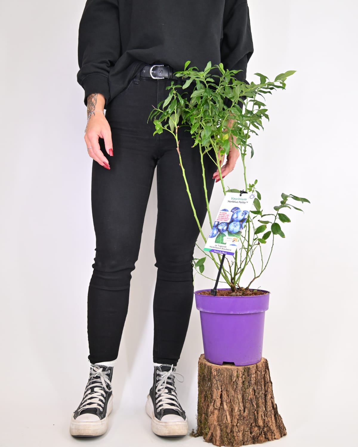 Vaccinium corymbosum 'Hortblue Petit' – ameriška borovnica