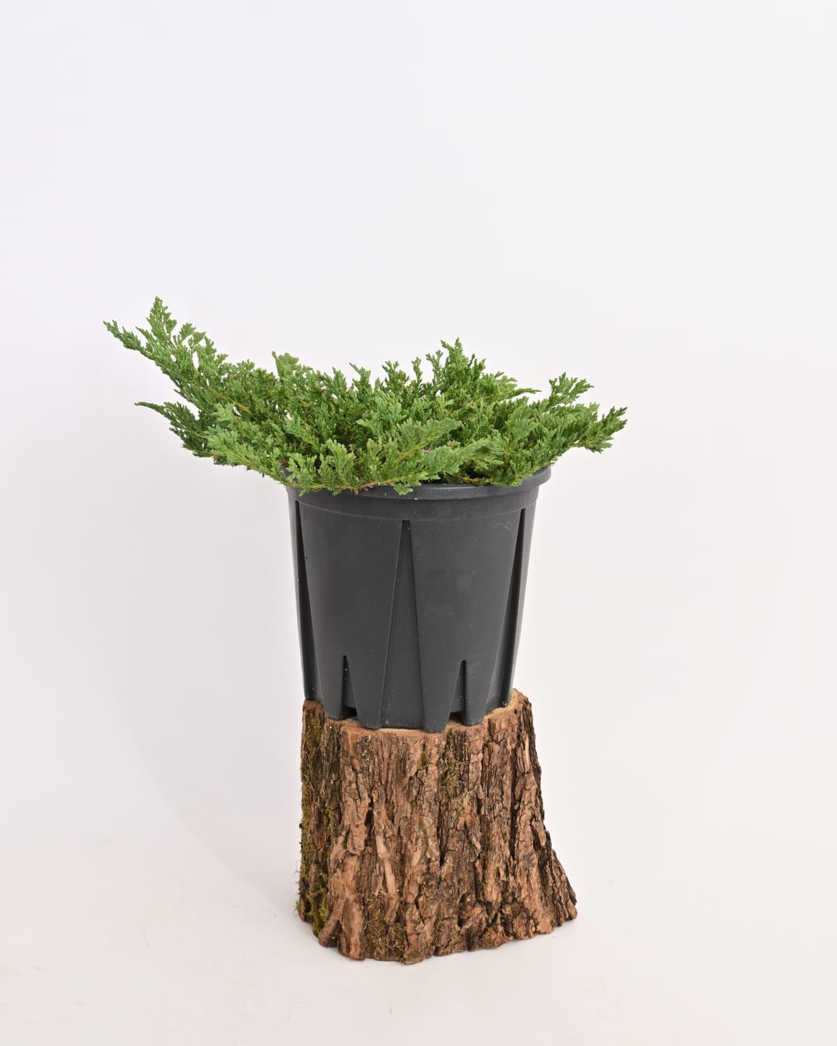 Juniperus Horizontalis 'Prince' - plazeči brin