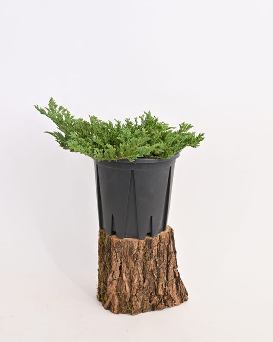 Juniperus Horizontalis 'Prince' - plazeči brin