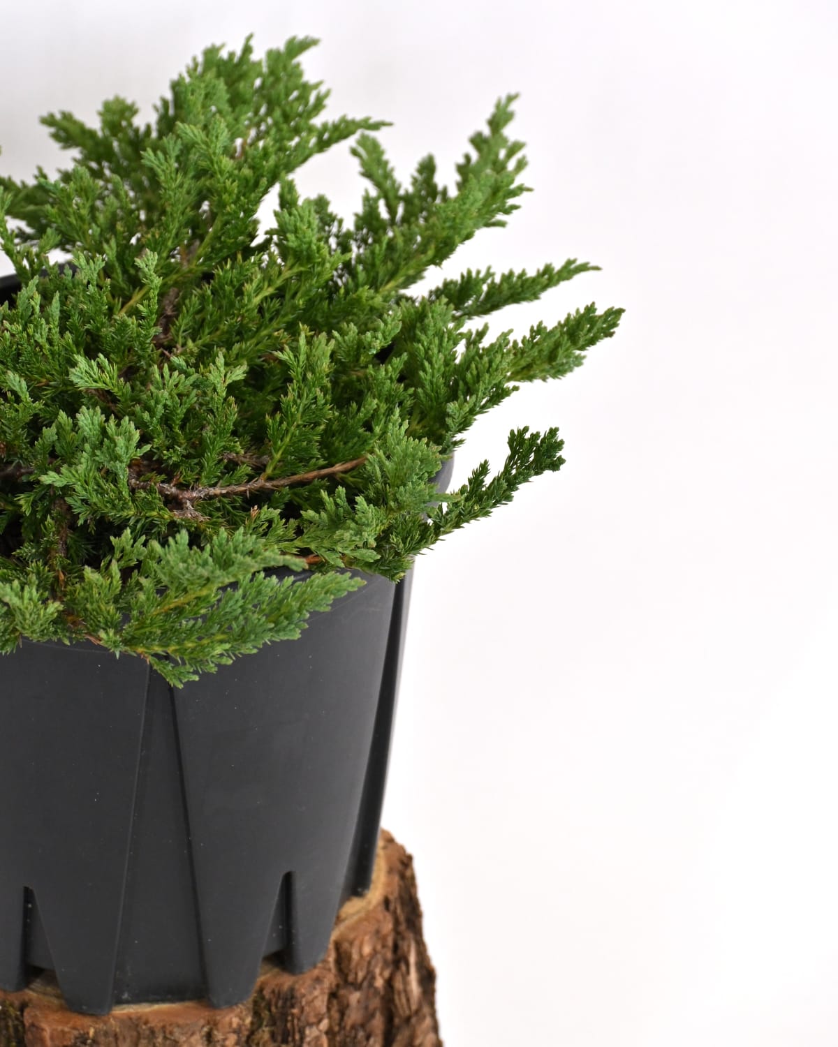 Juniperus Horizontalis 'Prince' - plazeči brin