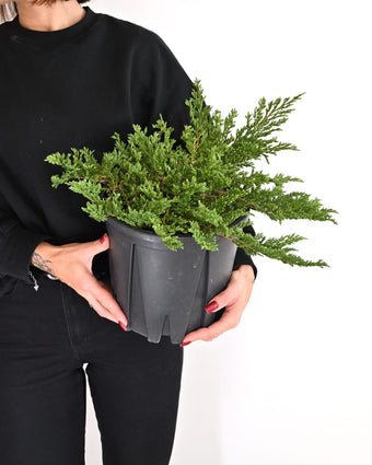 Juniperus Horizontalis 'Prince' - plazeči brin