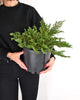 Juniperus Horizontalis 'Prince' - plazeči brin