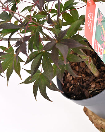 Japonski javor Acer palmatum "Osakazuki"