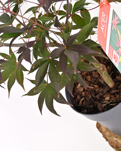 Japonski javor Acer palmatum "Osakazuki"