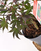 Japonski javor Acer palmatum "Osakazuki"