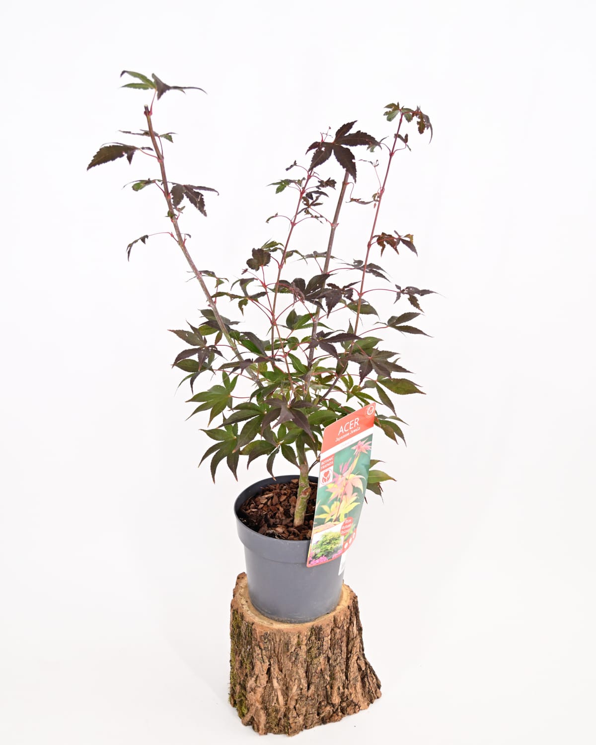 Japonski javor Acer palmatum "Osakazuki"