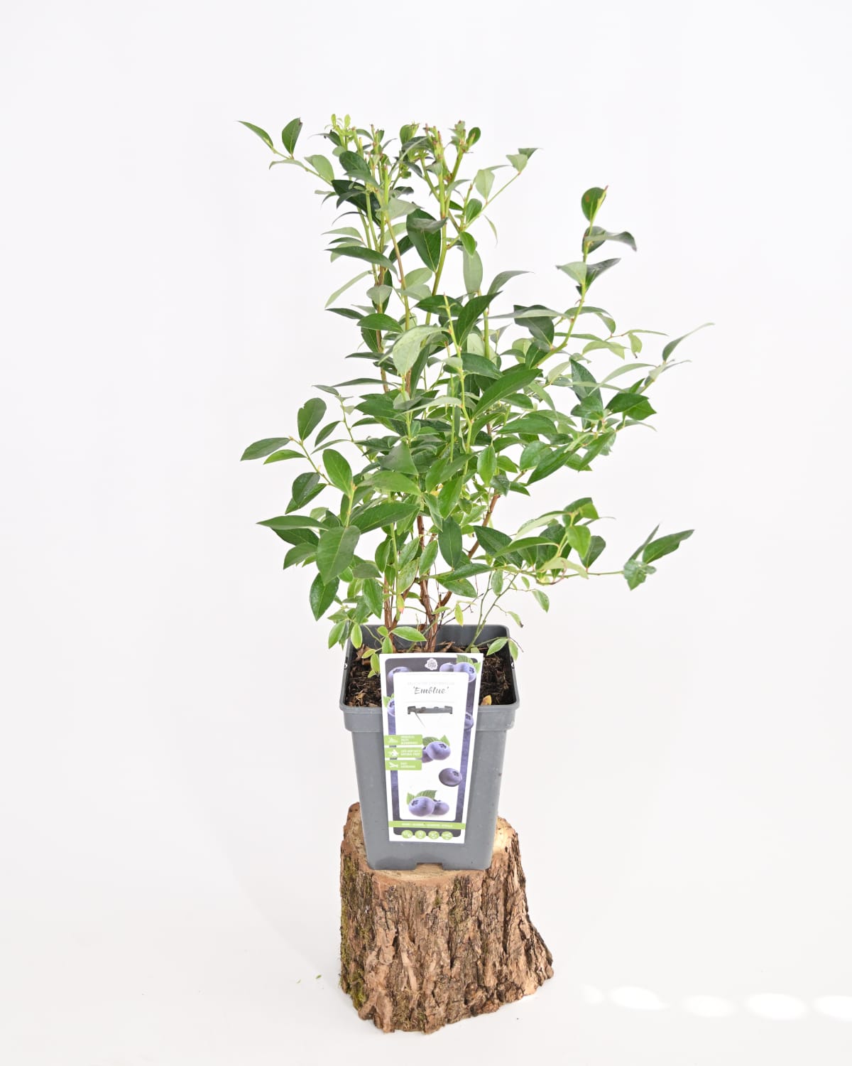 Vaccinium Corymbosum "Emblue", Ameriška borovnica