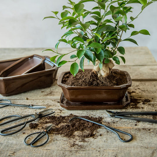 škarje za bonsai in lonec s podstavkom