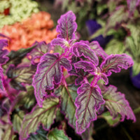 Gynura, Ginura Purple passion